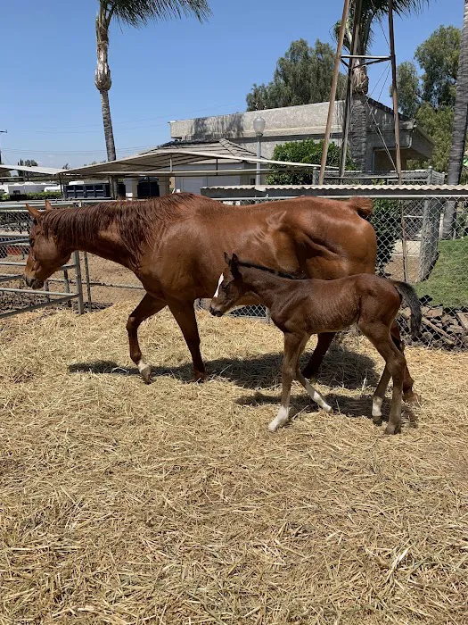 Equine Veterinary Associates, Inc. Picture 6