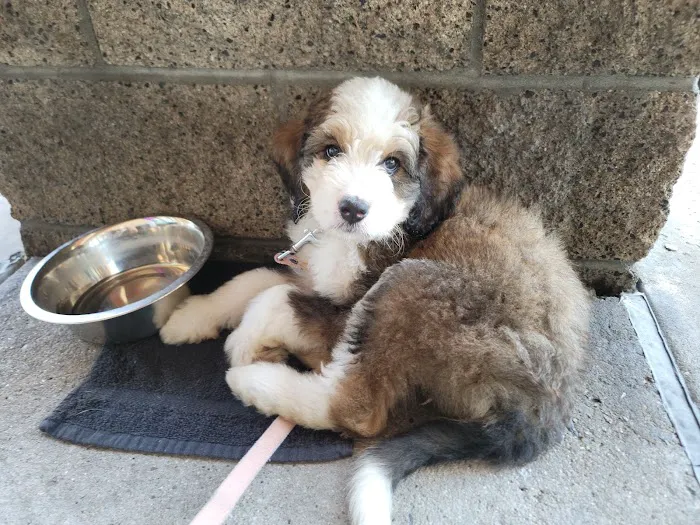 Veterinary Out-Patient Clinic Picture 3