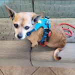 Point Vicente Animal Hospital