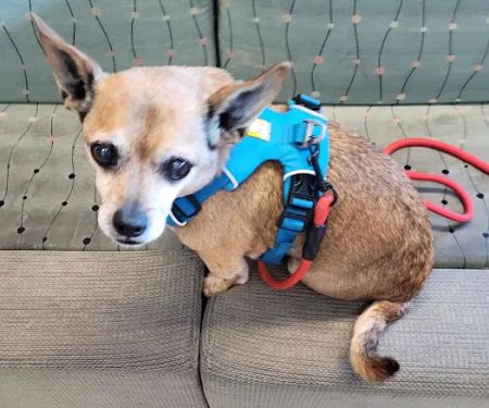 Point Vicente Animal Hospital