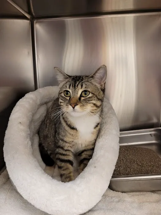 Point Vicente Animal Hospital Picture 5