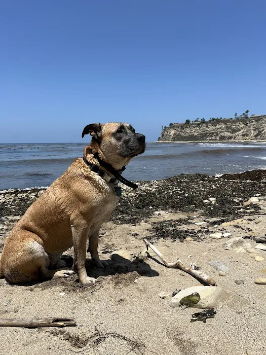 Point Vicente Animal Hospital Picture 9