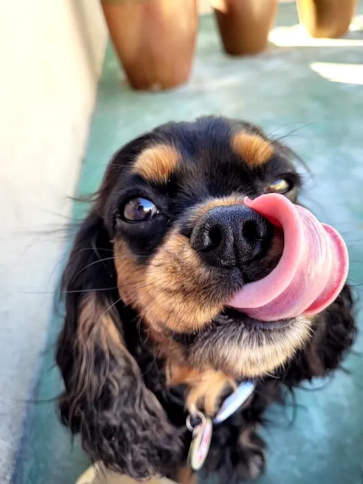 Point Vicente Animal Hospital Picture 8