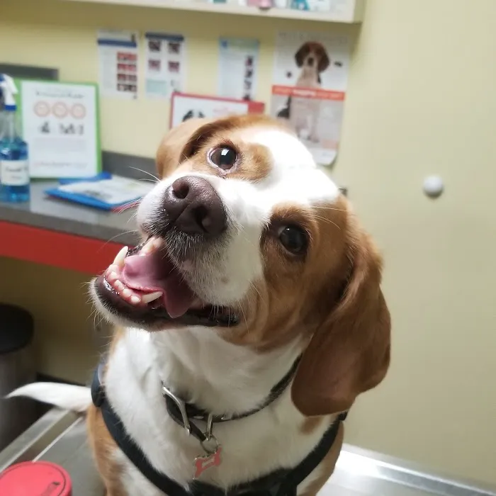 Yorba Lake Pet Clinic Picture 2