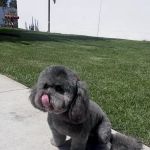 Yorba Lake Pet Clinic