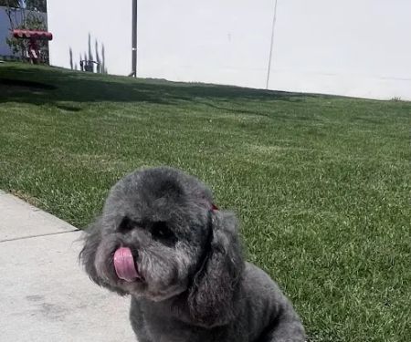Yorba Lake Pet Clinic