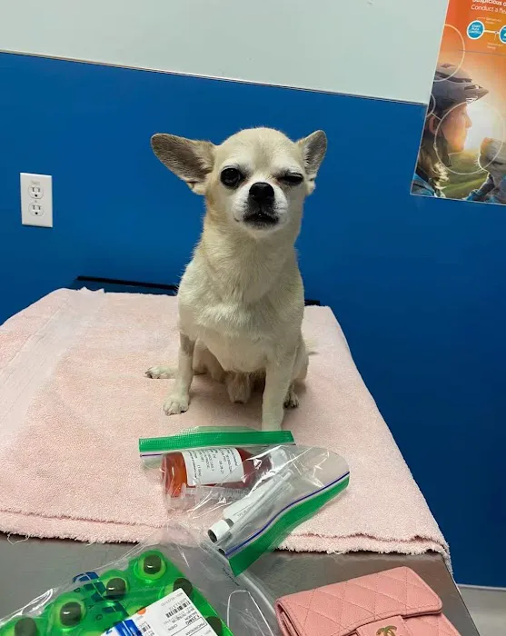 Grand Westheimer Animal Hospital Picture 1