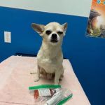 Grand Westheimer Animal Hospital