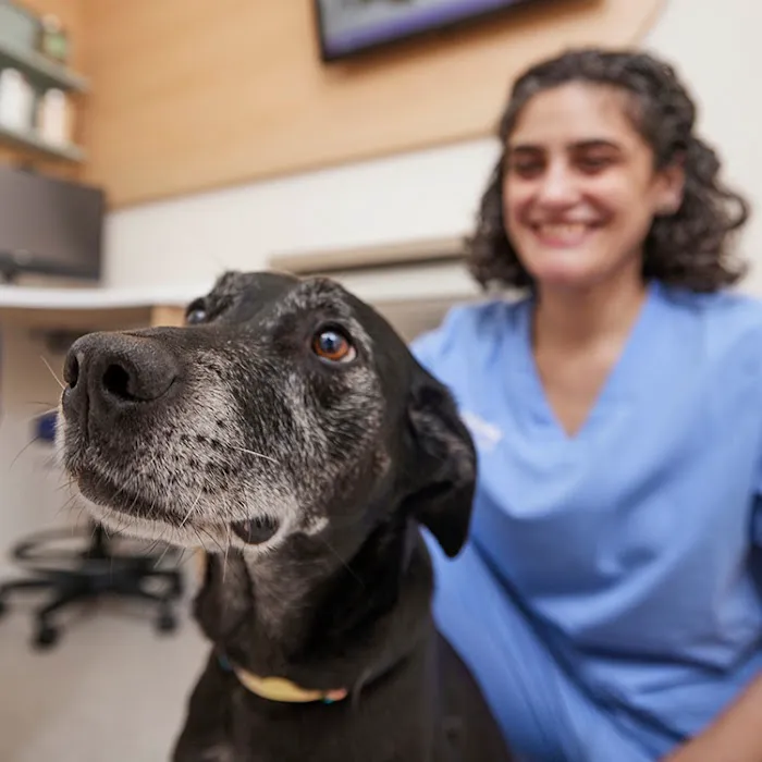 Chewy Vet Care Cinco Ranch Picture 2