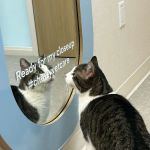Chewy Vet Care Cinco Ranch