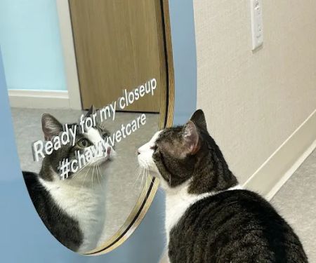 Chewy Vet Care Cinco Ranch