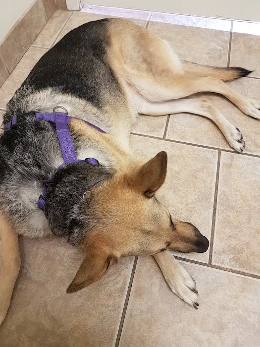 Cinco Animal Hospital Picture 4