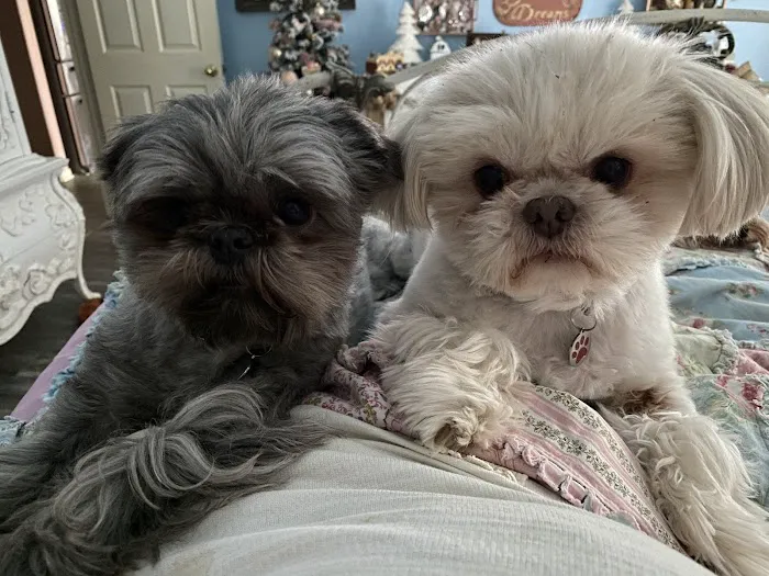 Bella Terra Animal Hospital Picture 1