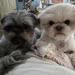 Bella Terra Animal Hospital