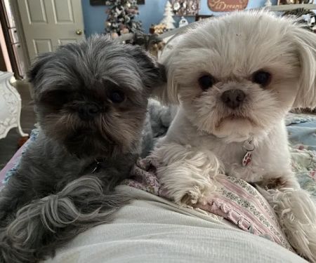 Bella Terra Animal Hospital