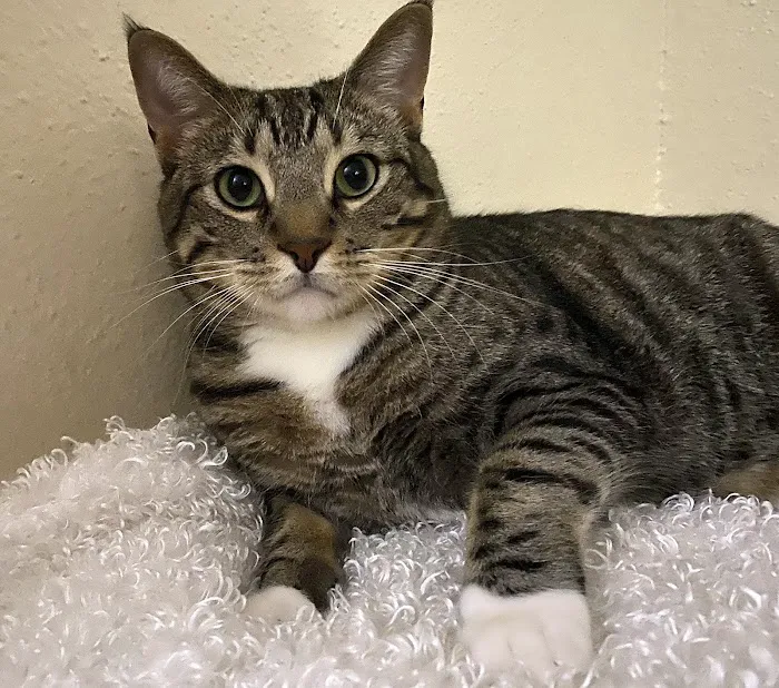 Bella Terra Animal Hospital Picture 8
