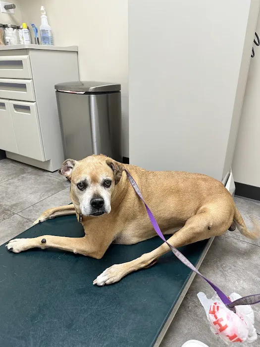 Spring Green Pet Clinic Picture 2