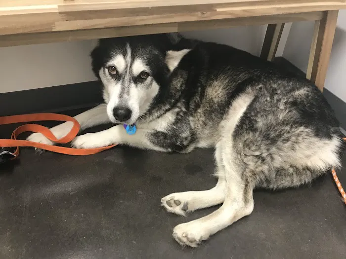 Thrive Pet Healthcare - Falcon Picture 1