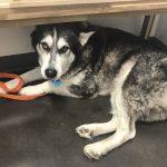 Thrive Pet Healthcare - Falcon
