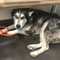 Thrive Pet Healthcare - Falcon ico