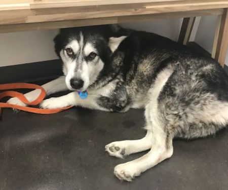 Thrive Pet Healthcare - Falcon