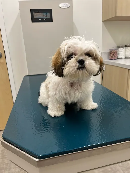 Thrive Pet Healthcare - Falcon Picture 4