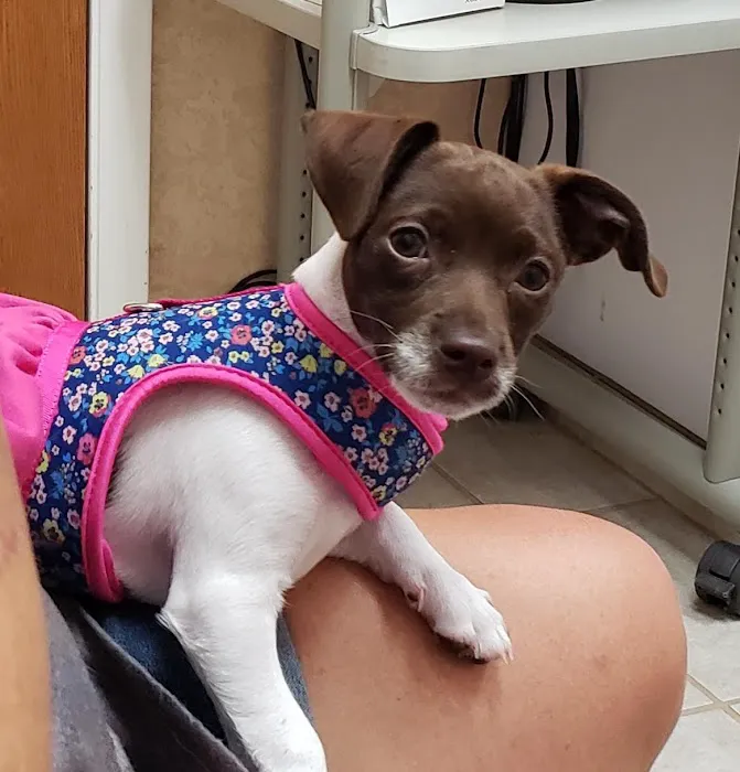 Animal Hospital of Katy Picture 3