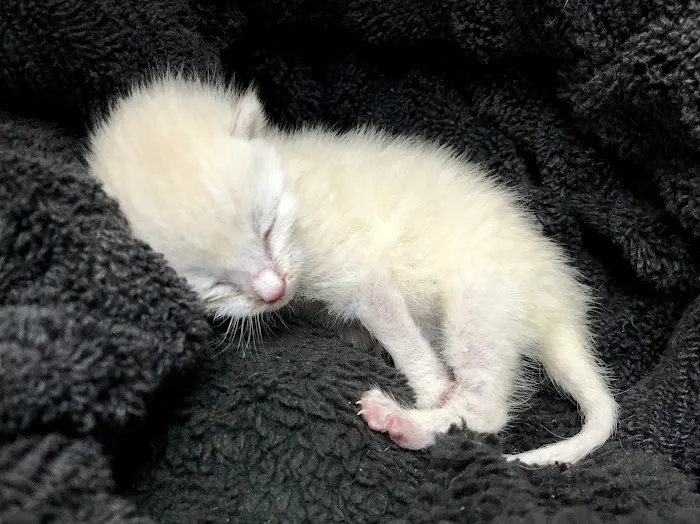 Animal Hospital of Katy Picture 8