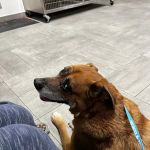 Veterinary Emergency Group