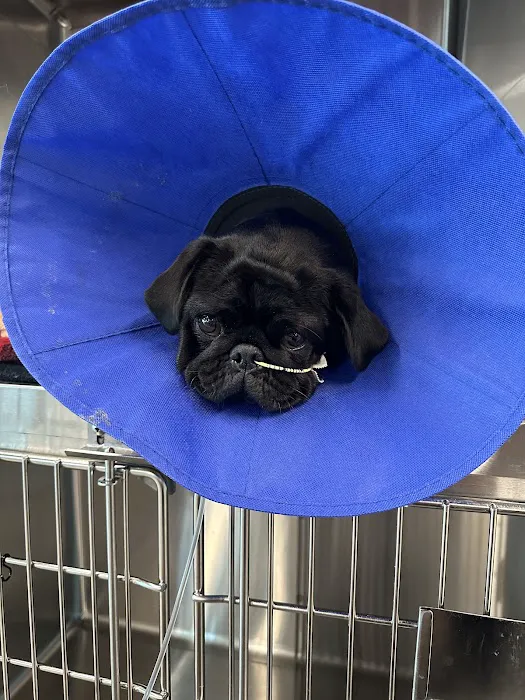 Veterinary Emergency Group Picture 9
