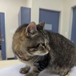 River Park Animal Hospital