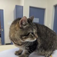 River Park Animal Hospital ico