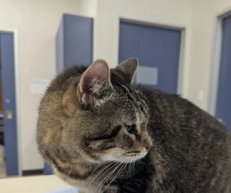 River Park Animal Hospital