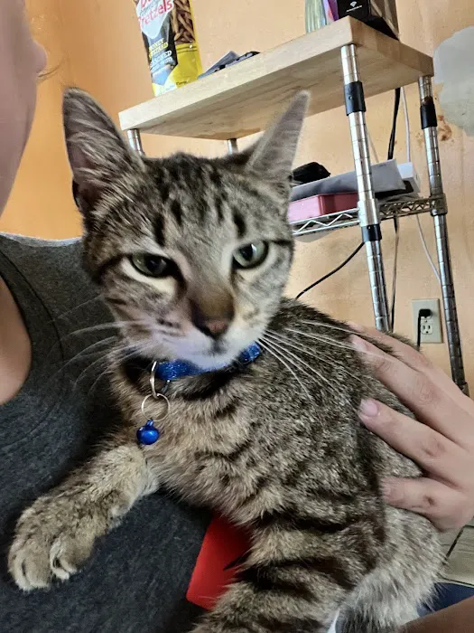 VetExpress Animal Urgent Care Picture 8