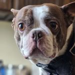 Greatwood Veterinary Hospital, Inc.