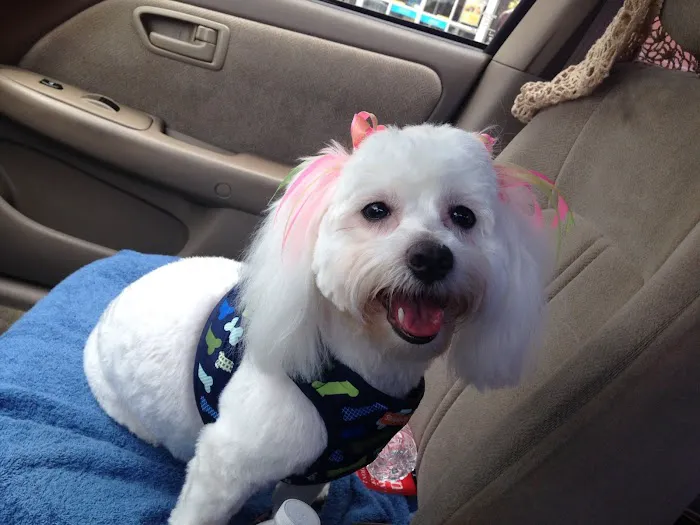 Richmond Animal Hospital Picture 6