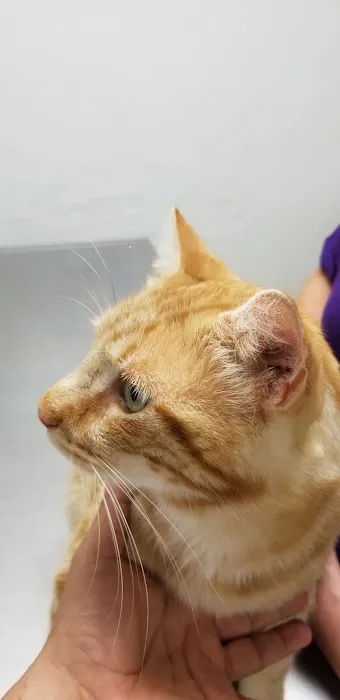 Richmond Animal Hospital Picture 10