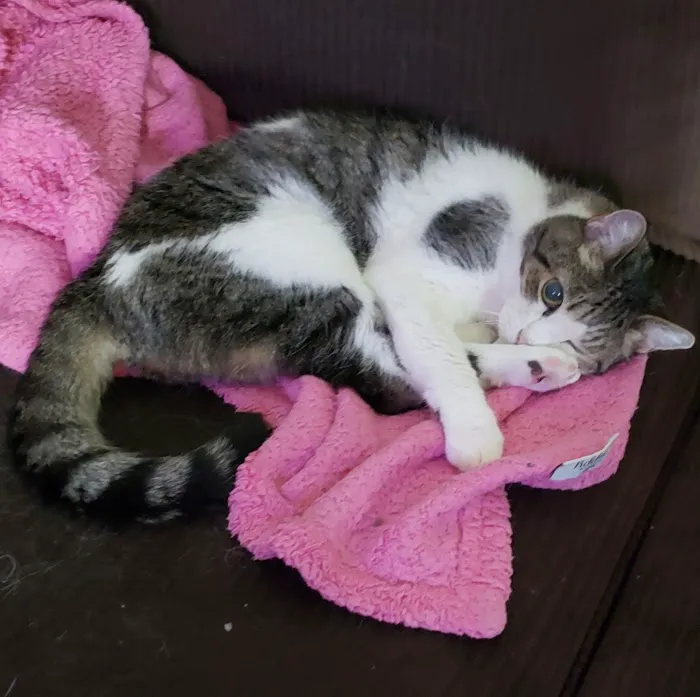Vetco Total Care Animal Hospital Picture 1