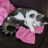 Vetco Total Care Animal Hospital ico