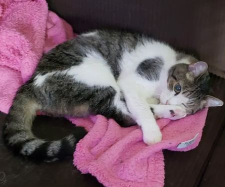 Vetco Total Care Animal Hospital