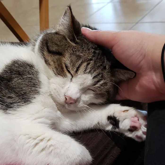 Vetco Total Care Animal Hospital Picture 8