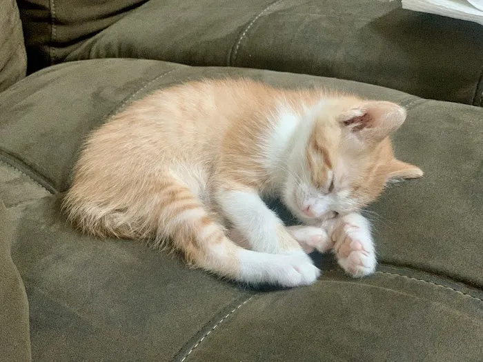 Katy Pet Wellness Solutions Picture 2