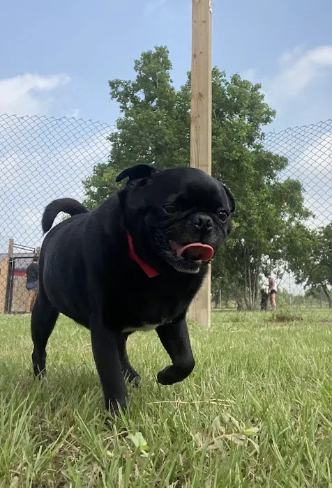 Katy Pet Wellness Solutions Picture 5