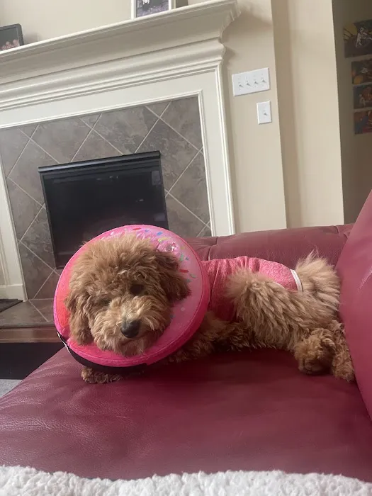 Katy Pet Wellness Solutions Picture 4