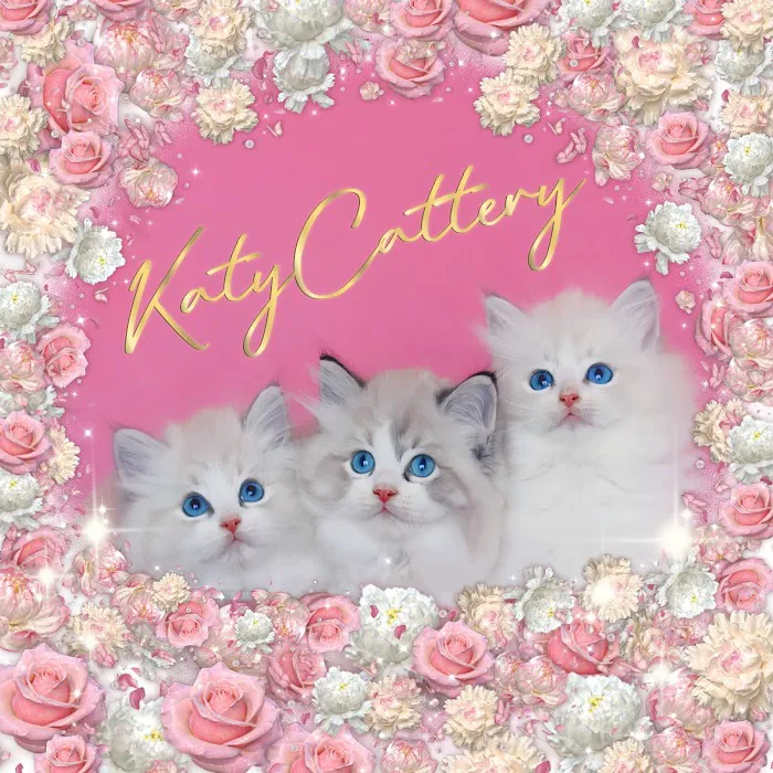 Katy Cattery Picture 2