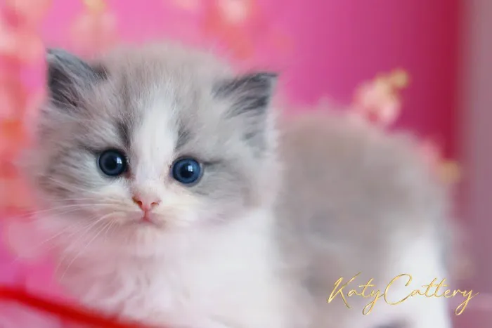 Katy Cattery Picture 1