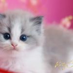 Katy Cattery