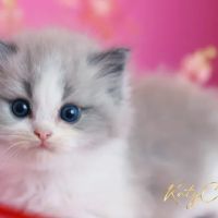 Katy Cattery ico