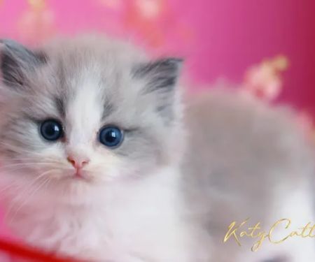 Katy Cattery
