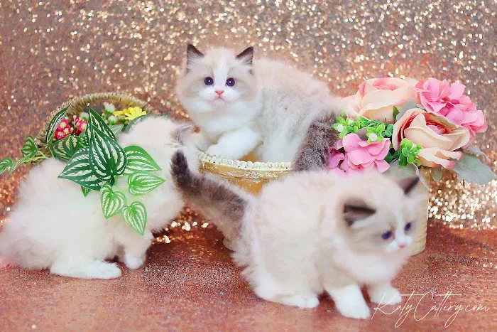 Katy Cattery Picture 3